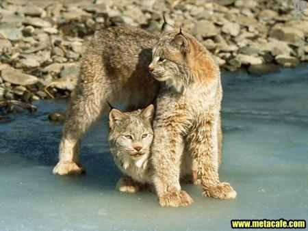 miaouuuuuu